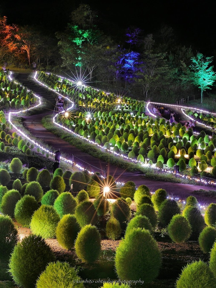 [画像1]「Illuminated of Kochia Hill」location : 香川県・国営讃岐まんのう公園＊～コキアのライトアップ～2020年8月8日～8月10日まで、まんのう公園でコキアのライトアッ