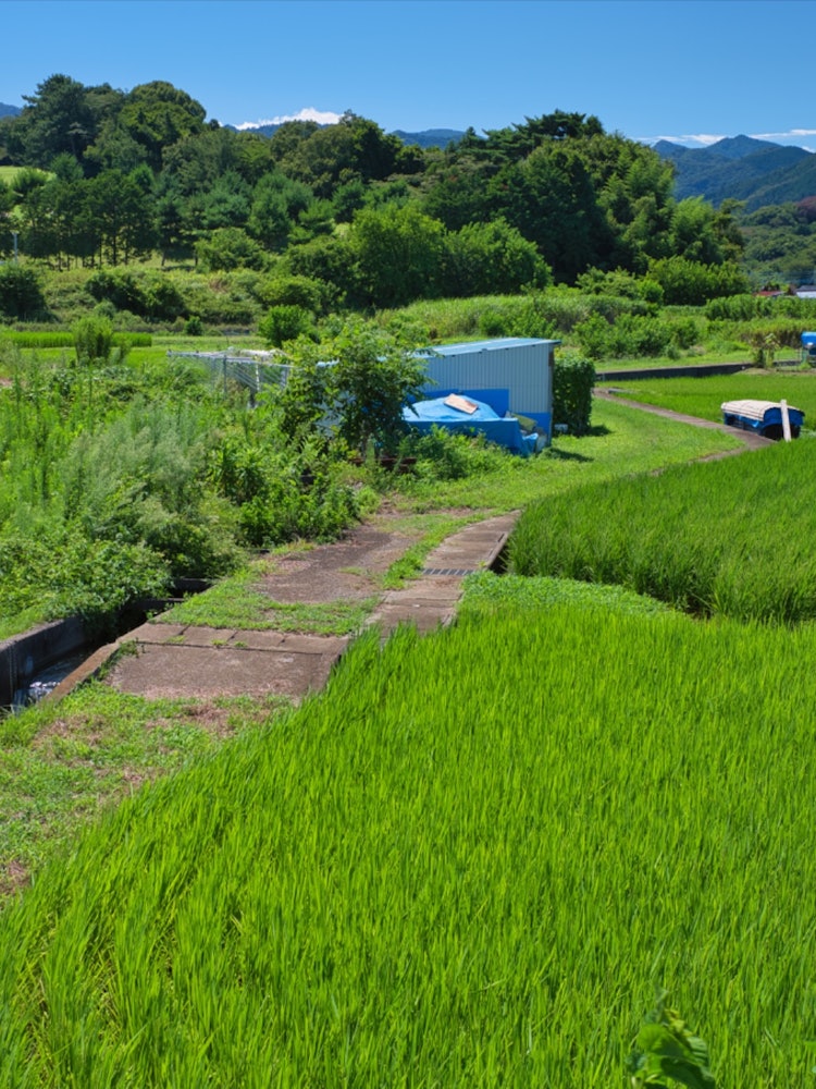 [Image1]It is the original scenery of Atsugi City, Kanagawa PrefectureI want to spend my summer vacation in 