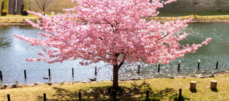 [相片1]在荒川附近的墨田區。 河津櫻花。
