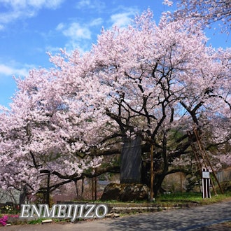 [相片1]你好，🌸信州須坂的櫻花還沒有開、、、這一次，我們想介紹「豐岡的五大櫻花」。。離須坂市有點遠（海拔稍高）在豐岡地區有一個地方，您可以在那裡欣賞燦爛的“一本櫻”。由於海拔高於市區，卧龍公園（櫻花名所百選）