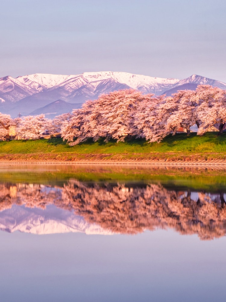 [相片1]“一目千本樱花”在残雪的藏王山脉的背景下自豪地绽放以1，200多棵染井吉野为中心的一排樱花树据说长约8公里。