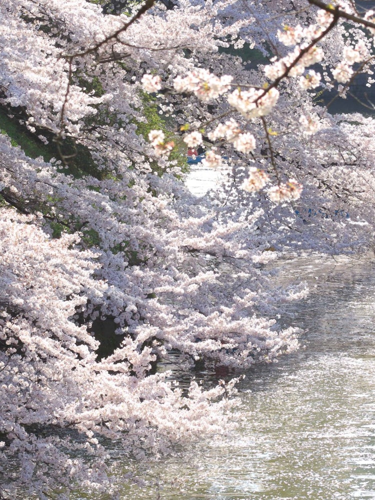 [相片1]它是在千鳥淵拍攝的。 能夠乘船遊覽櫻花真是太好了。