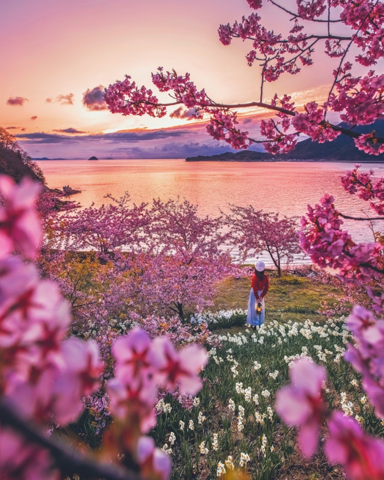 [Image1]Innoshima, Onomichi, Hiroshima　(Recommended cherry blossom viewing 🌸 spots in Hiroshima)#Hidden Ship