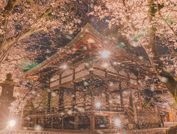 [Image1]Cherry blossom snow fell on Tenson Shrine in Otsu City, Shiga Prefecture.I visited when it was in fu