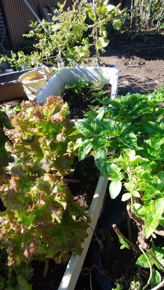 [Image1]Basil in the planter, large-leaved fruit, sunny lettuce, autumn vegetables are doing their best. The