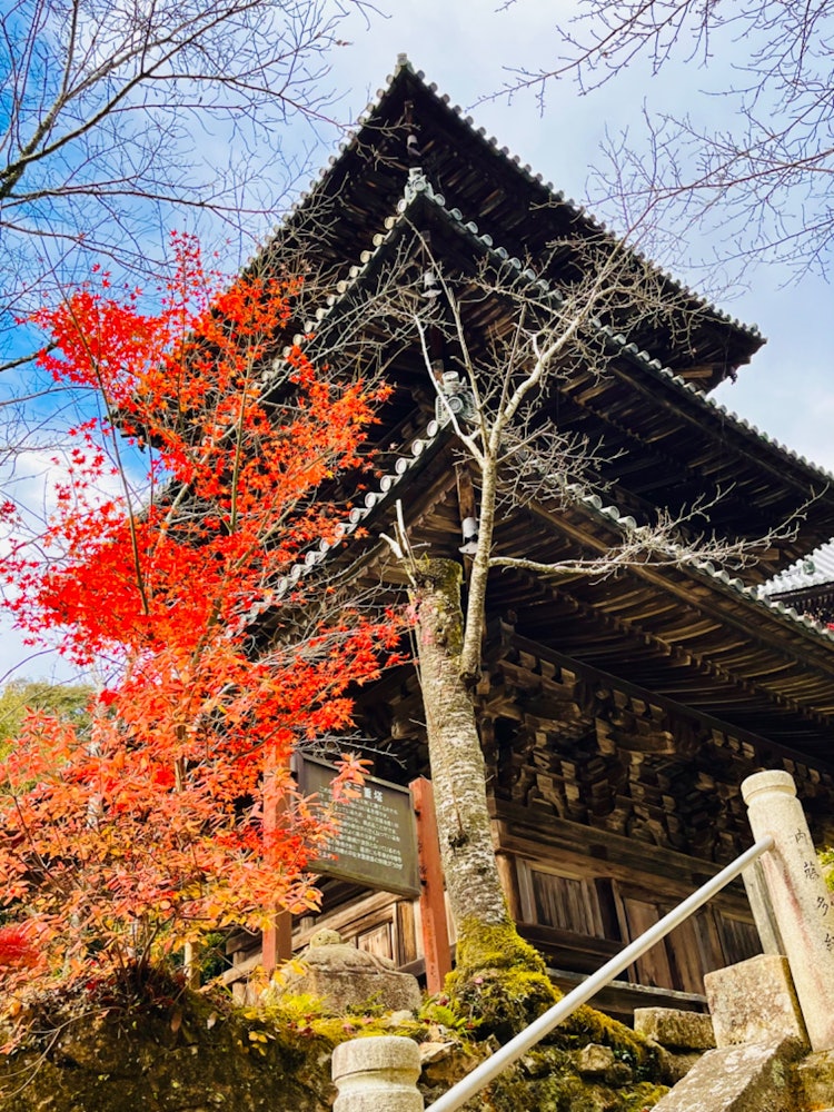 [相片1]位於日本兵庫縣葛西市的北山一城寺是國寶“三重塔”的所在地。從正殿往上走的三重塔是值得一看的景點，但從下面仰望秋天的紅葉也是一種享受。請來北山一城寺，在那裡您可以感受到日本的四個季節。