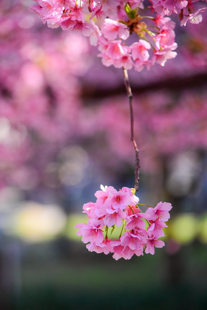 [Image1]Spring 🌸 in JapanThe cherry blossoms on the branches that look like shade lamps are cute 🌸🍃🌸..#Sprin