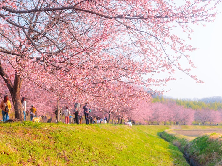 [相片1]樱花前线终于在关东地区河津樱和埼玉也为樱花堤岸增添了色彩坂户市， 埼玉县