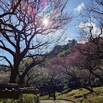[画像2]静岡県の熱海市では今、梅が見頃を迎えています！熱海梅園にて3/3まで「第80回熱海梅園梅まつり」を開催していますが、2/11現在、一番の見頃となっています。 （画像は2/10撮影）園内には60品種・4