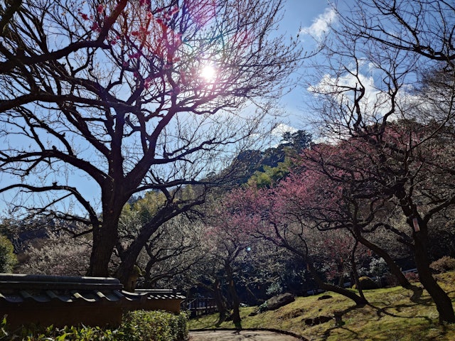 [画像2]静岡県の熱海市では今、梅が見頃を迎えています！熱海梅園にて3/3まで「第80回熱海梅園梅まつり」を開催していますが、2/11現在、一番の見頃となっています。 （画像は2/10撮影）園内には60品種・4
