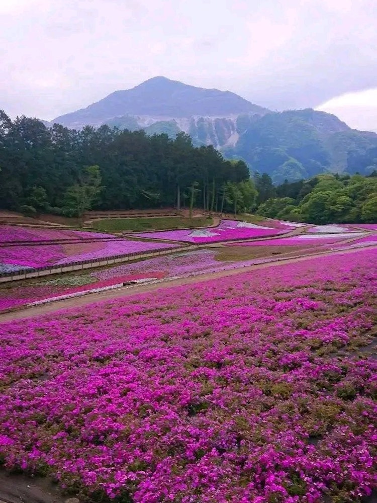 [Image1]It is a Hitsujiyama Park of Chichibu City, Saitama Prefecture. I look forward to this moss phlox eve