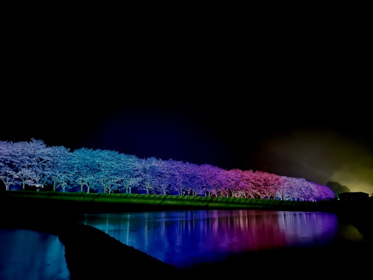 [이미지1]봄 방학에는 바쁜 아버지와 함께 가고시마 현 아이라 군 유스이 마을의 라이트 업 벚꽃을 보러 갔다!낮에 볼 수 있는 벚꽃과 달리 밤에만 나타나는 벚꽃의 기운 같은 것을 느꼈습니다!