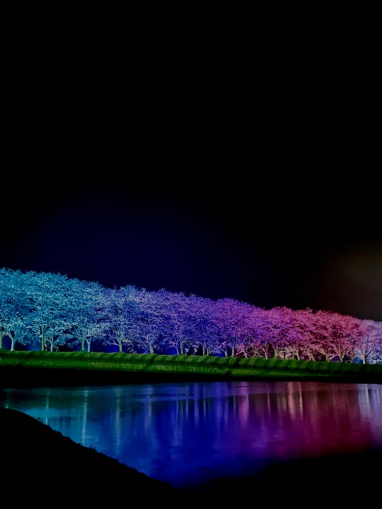 [画像1]春休み、忙しい父と一緒に鹿児島県姶良郡湧水町のライトアップされた桜を見に行きました！昼に見る桜と違って夜しか出ない桜のオーラのようなものを感じました！父と出かけることは少ないので、とても良い思い出とな