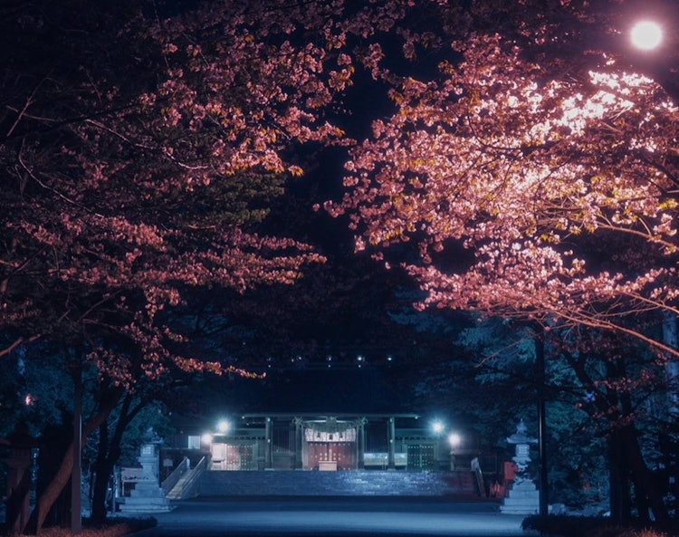 [相片1]北海道札幌市北海道神宫的夜樱花在樱花盛开的季节，这个地方白天挤满了很多人它在晚上被照亮，显示出与白天不同的面孔。