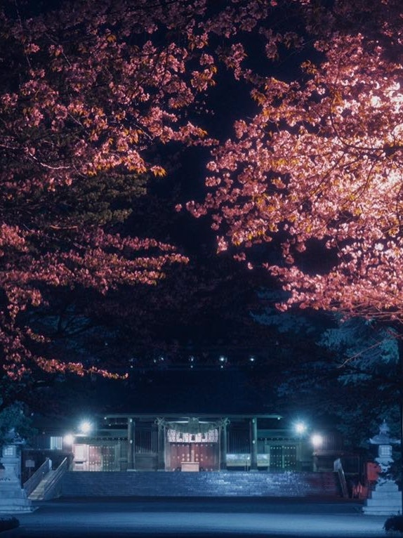 [画像1]北海道札幌市にある北海道神宮の夜桜桜の時期、日中は多くの人で賑わうこの場所夜にはライトアップがされ昼間とは別な顔を見せてくれます