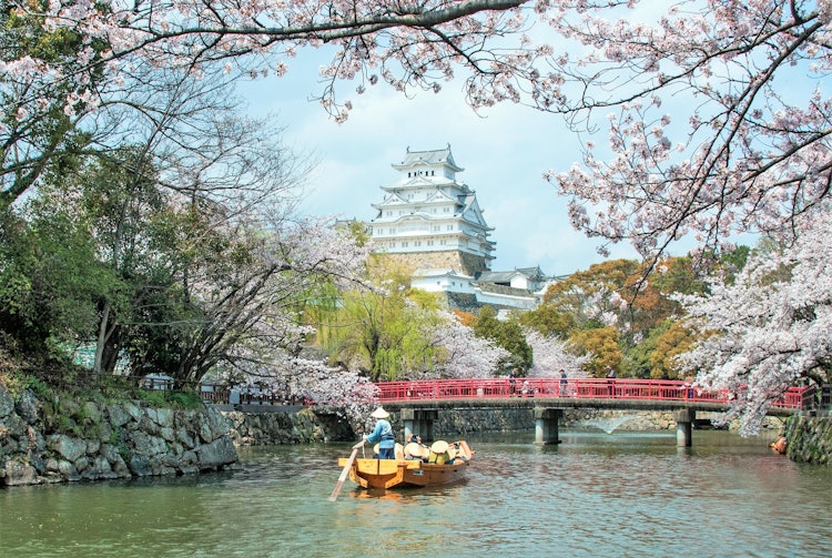 [이미지1]이 사진을 찍은 것은 히메지 성의 벚꽃이 만개했기 때문입니다.좋은 장소에서 촬영하기 좋은 장소라고 생각합니다.히메지 성, 히메지시, 효고현