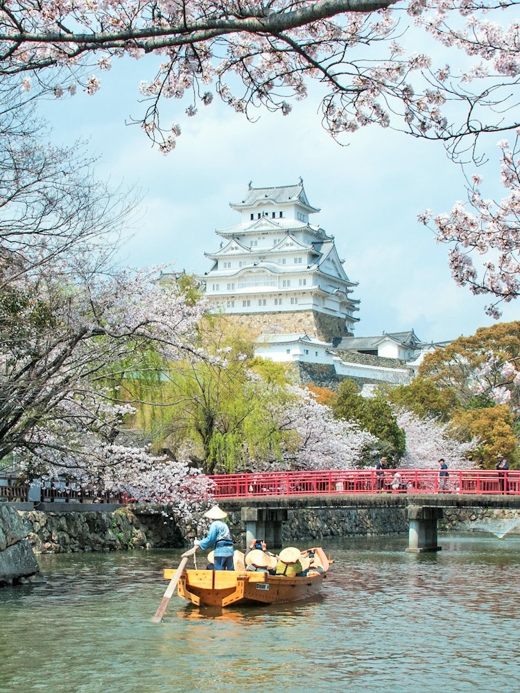 [Image1]I took this photo because the cherry blossoms of Himeji Castle were in full bloom.I think it's a goo