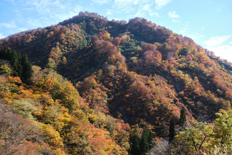 [이미지1]가을 단풍 절정에 있는 기요쓰 협곡의 모습입니다. 화려한 색상으로 절경을 볼 수 있습니다. 나무는 숨이 막히고 귀엽다.