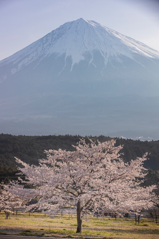 [相片1]一本木樱花和富士山富士宫， 静冈县