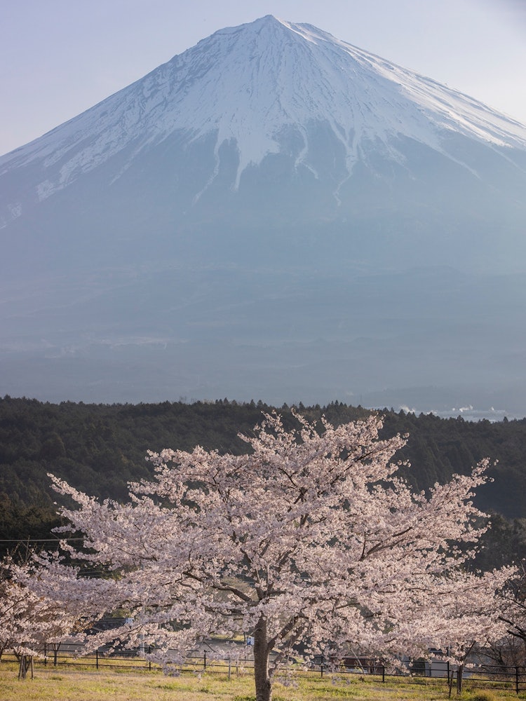[Image1]Ippongi cherry blossoms and Mt. FujiFujinomiya, Shizuoka