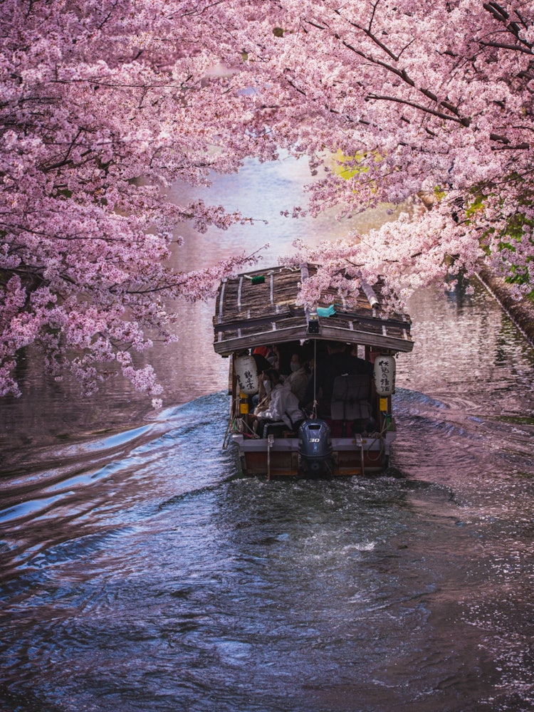 [Image1]Kyoto's famous cherry blossom spotsCherry blossoms 🌸 of Fushimi Jugokufune4/4 It was just in full bl