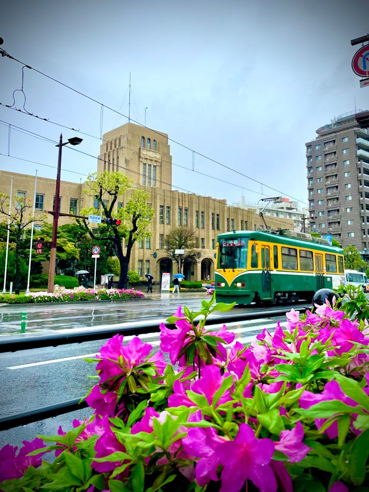 [Image1]City Hall in the rain, streetcar 🤗 and azaleaThe Kagoshima City Hall building, streetcar, and azalea