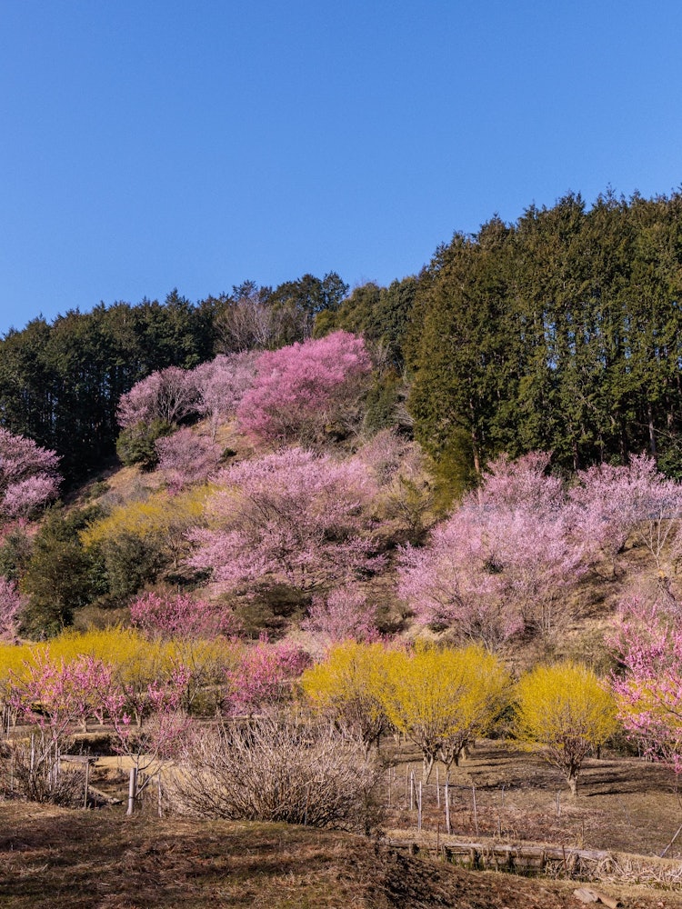 [相片1]埼玉縣有這麼美麗的地方嗎、、、這讓我思考在山上靜靜蔓延的春天的壯麗景色埼玉縣小川町桃原町