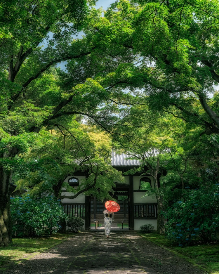 [相片1]它是位於宮城縣仙台市的「松樂寺」。寺廟不是很顯眼，但在初夏，由於覆蓋著山門的美麗藍色秋葉，這是一個令人愉快的地方，可以看到陽光透過樹林照射。