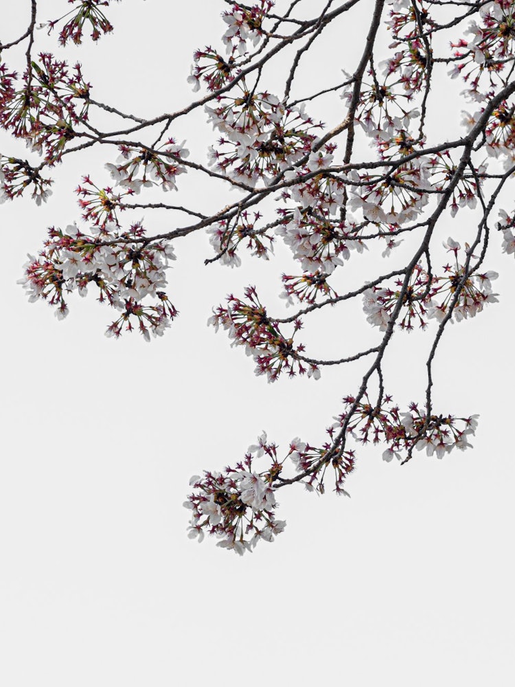 [相片1]春天。日本内部是著名的樱花盛开地，樱花在每个城镇盛开和翩翩起舞。