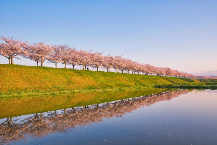 [Image1]Sakura Tsuzumi Corridor in Ono City, Hyogo PrefectureThe water in the rice field was reflected and b