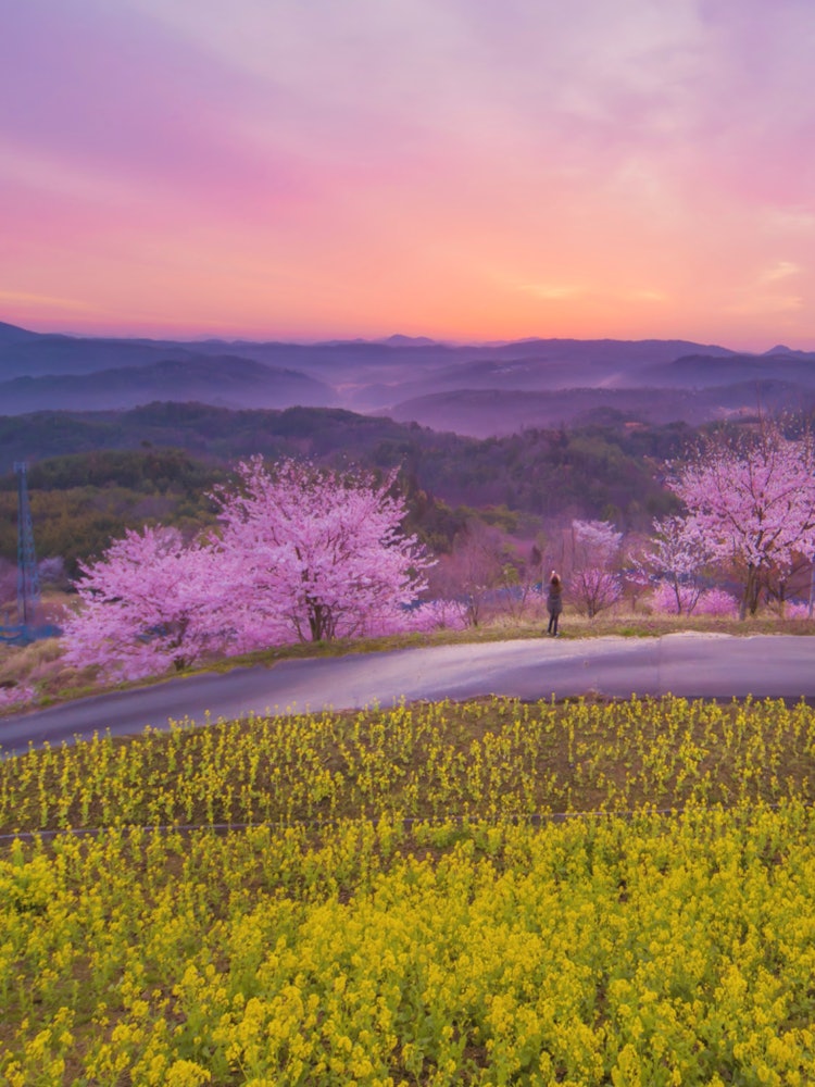 [이미지1]히로시마 세라조(히로시마의 추천 명소)#플라워 스테이션 세라 👈 이른 아침 공원 개장에서 유채밭 언덕에서 본 히노데 사진 📸절경의 꽃 명소이기 때문에 추천합니다!이 날은 하늘이 불