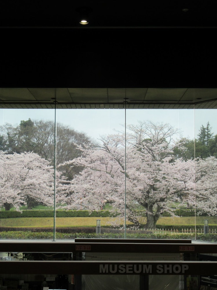 [Image1]Folding screen cherry blossoms seen from the window of the exhibition