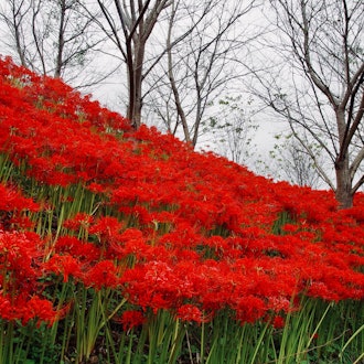 [画像2]香川県三豊市にある宝山湖は、反対側の花の名所です。 入り口に立っている限り、珍しい白い花が点在する燃えるような赤い花が遠くに咲いているのを見ることができます。 青い空とターコイズブルーの湖を背景に、さ