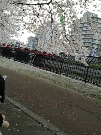[相片1]三年前，鯉魚飄帶和櫻花盛開，就像大阪南海堺站前一樣。我的母親決定住在堺，因為櫻花很漂亮，我在那裡住了大約9年。