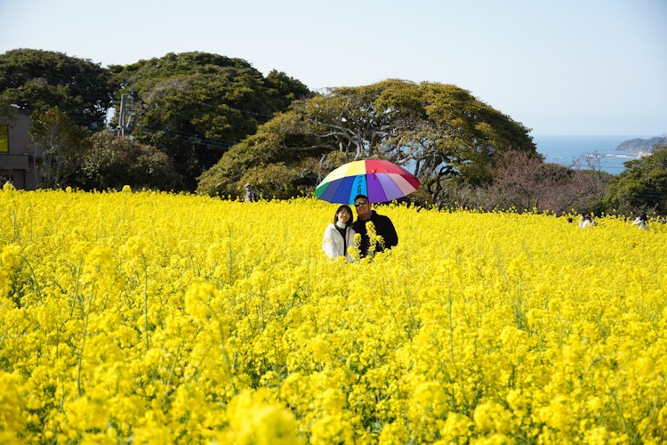 [相片1]這個福岡市野古島的菜花畑是久保先生的個人畑。 遮陽傘閃閃發光。