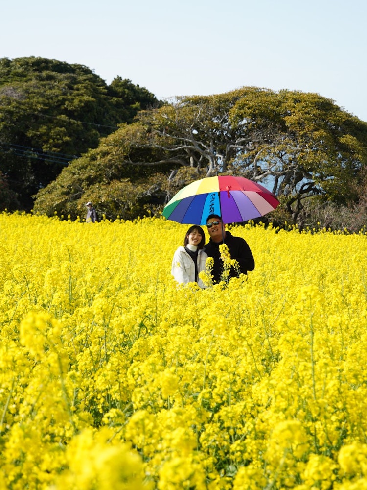 [画像1]この福岡市能古島の菜の花畠は、久保さんちの個人畠です。 パラソルが映える。