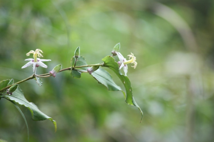 [이미지1]호토토기스산에 피는 특이한 가을 꽃사랑 스러운 ♬