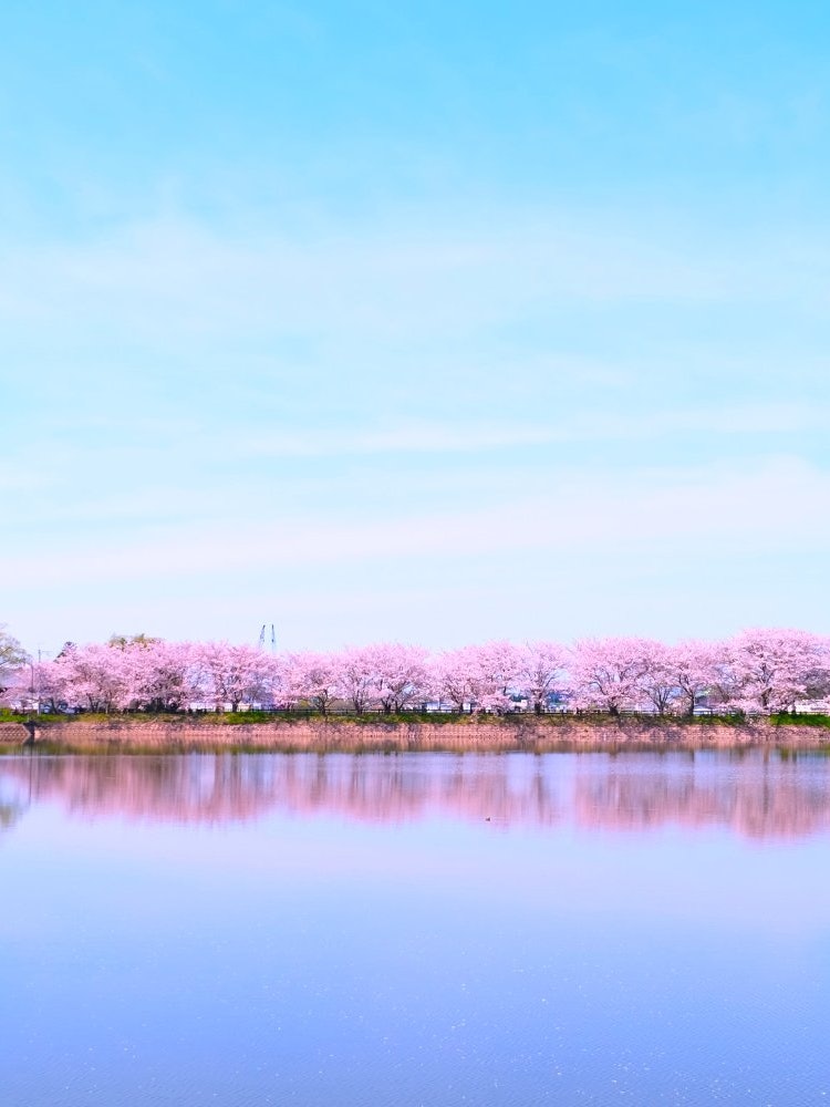 [相片1]这是奈良Karako-Kagi遗址遗址公园的一排樱花树。 倒映在卡拉科池塘中的樱花夹在蓝天和卡拉湖的蓝色水面之间，是一幅梦幻般的樱花景象，仿佛漂浮在天空中。