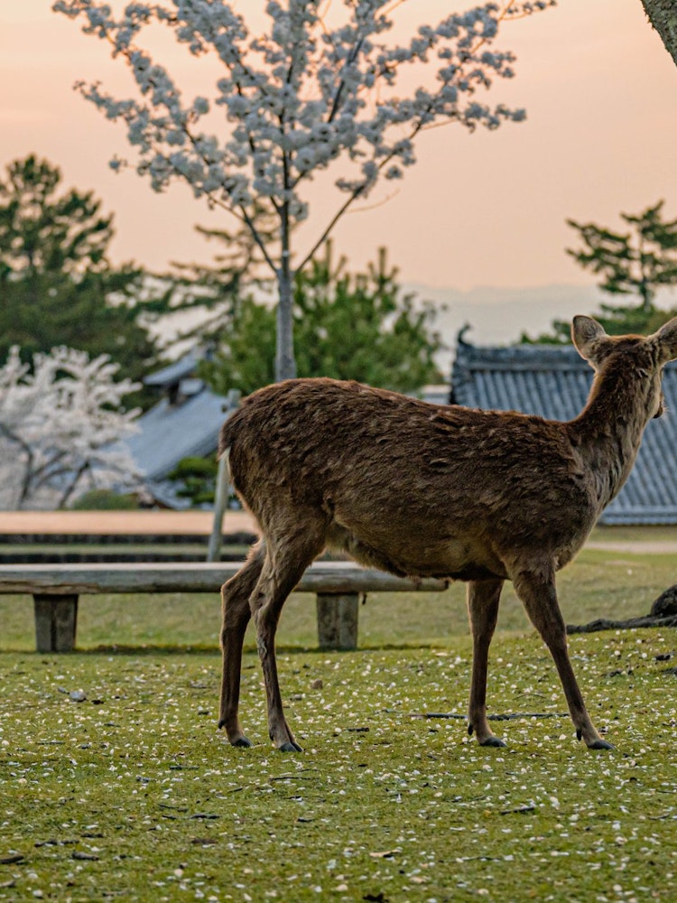 [Image1]Deer Park in Nara City where cherry blossoms are in full bloom.Along with cherry blossoms, you can s