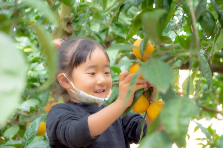 [相片1]橘子采摘 在筑井滨 第一次采摘柑橘的乐趣溢于言表。