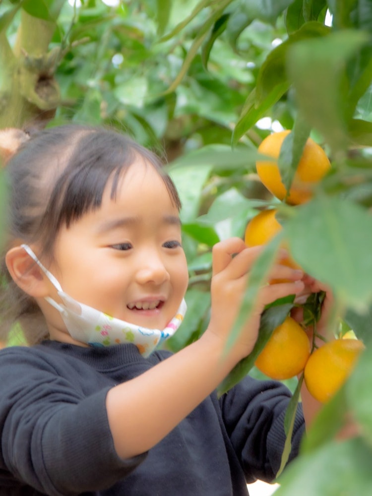[Image1]Tangerine picking At Tsukuihama The fun of picking mandarin oranges for the first time is overflowin