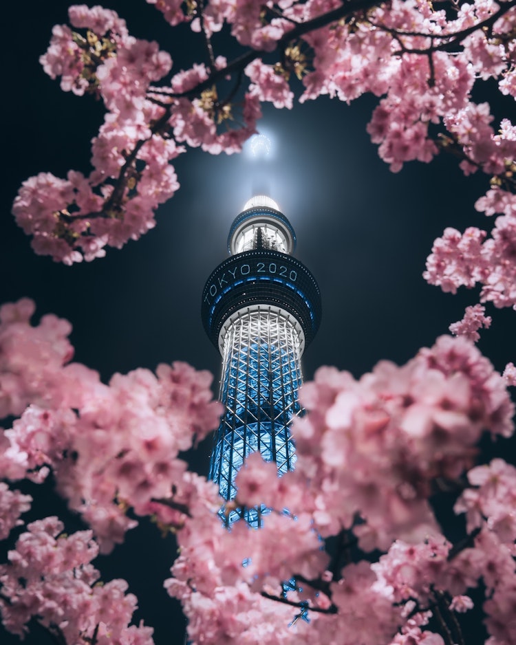 [Image1]Skytree and cherry blossoms 🌸