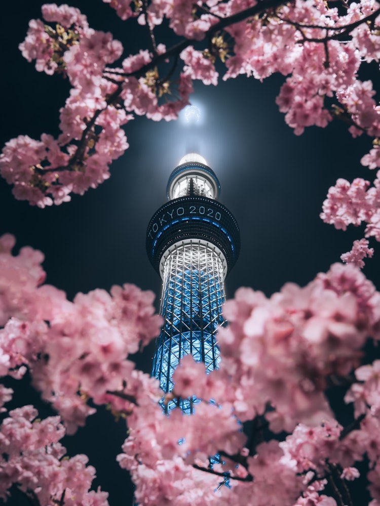 [相片1]晴空塔和櫻花 🌸
