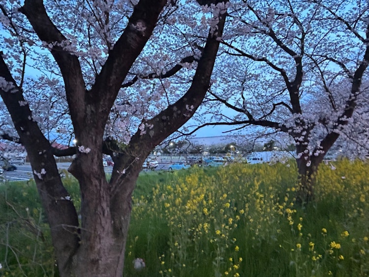 [相片1]清久公园里有樱花和油菜花，我拍了一张美丽的照片。