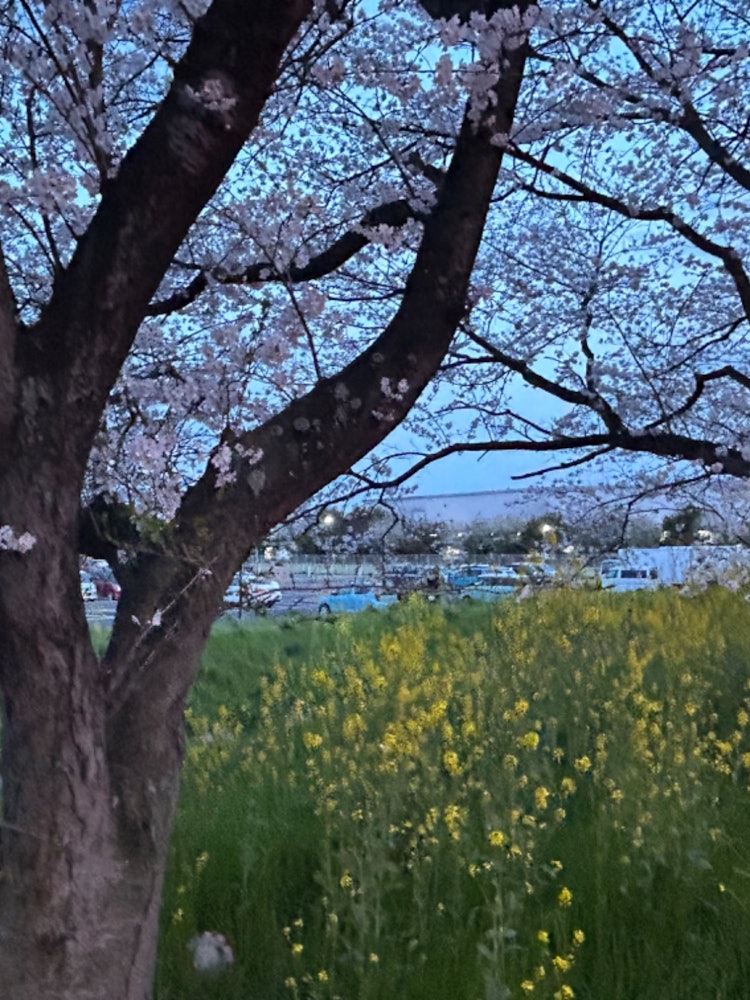 [Image1]There were cherry blossoms and rape blossoms in Kiyohisa Park, and I took a beautiful picture.