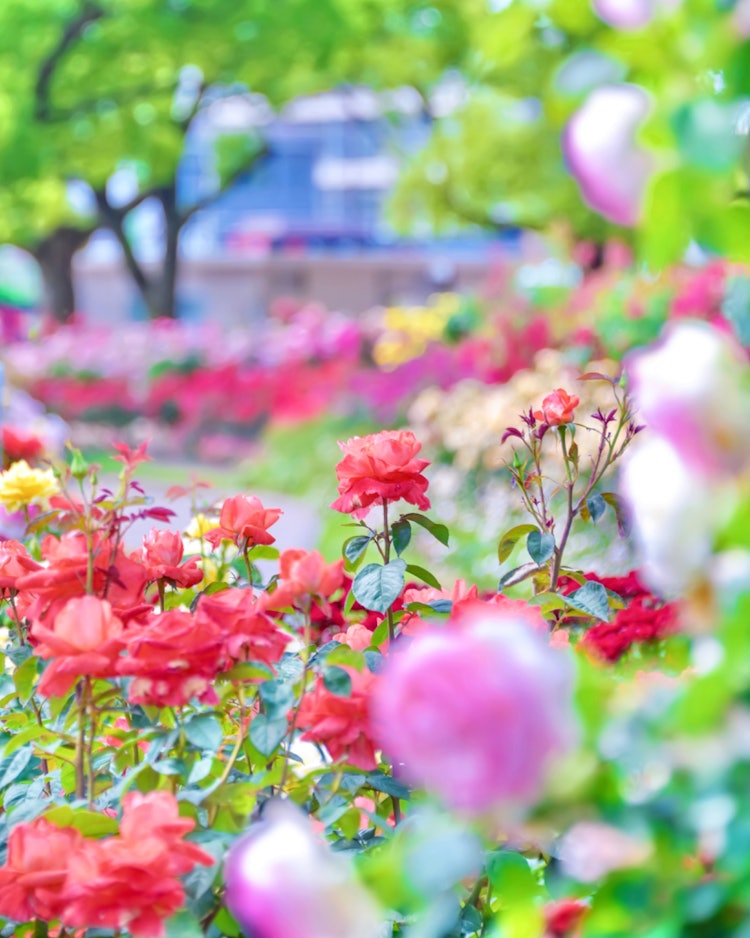 [相片1]福山玫瑰公园，福山，广岛（广岛推荐景点）#福山玫瑰节👈 @bingolife8 🌹 玫瑰公园里的一件被许多玫瑰包裹我也想介绍一下，所以我在早上上班前尽力了！ 😁 我喜欢😊📸看到各种玫瑰。