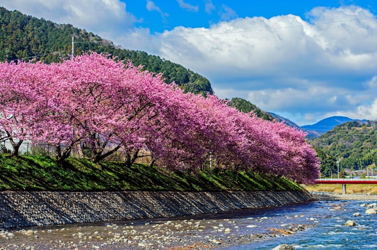 [Image1]Row of cherry blossom treesA row of gorgeous cherry blossom trees on the embankment. Accompanied by 