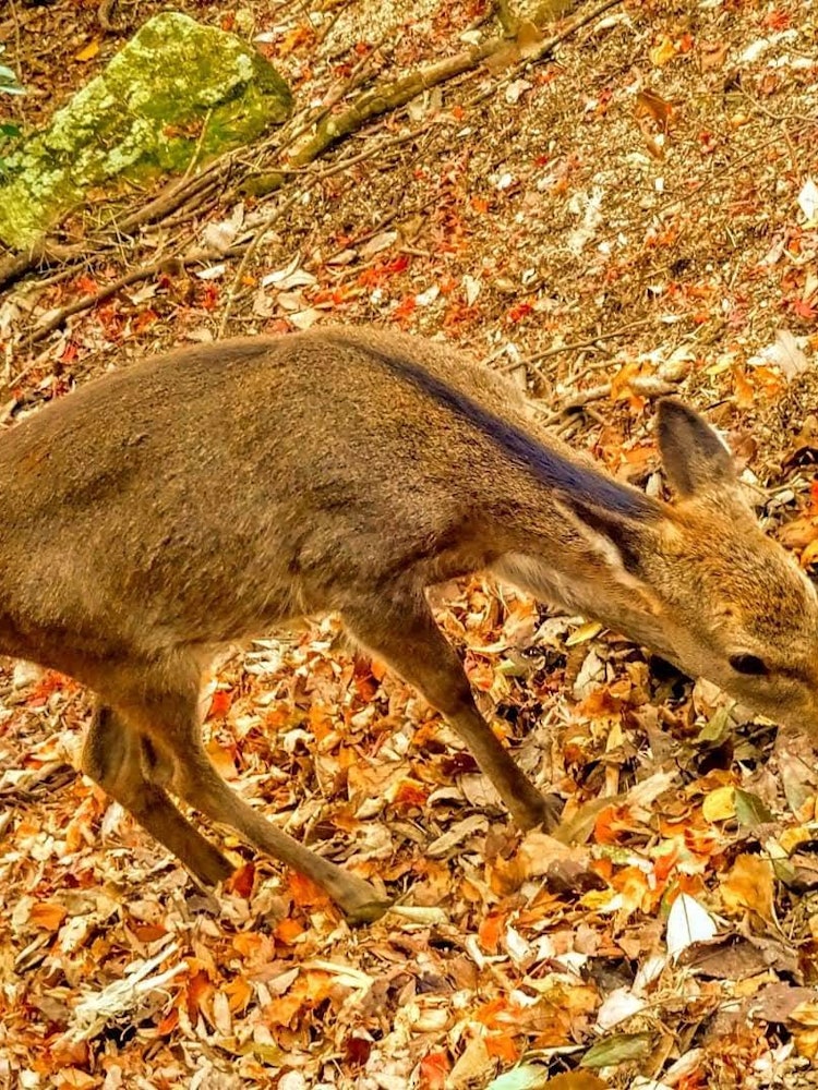 [Image1]Autumn deer