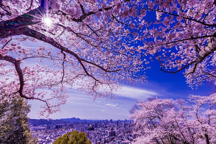 [相片1]岡山市的半田山植物園是俯瞰岡山市的著名賞櫻景點。這裡的景色非常美麗。