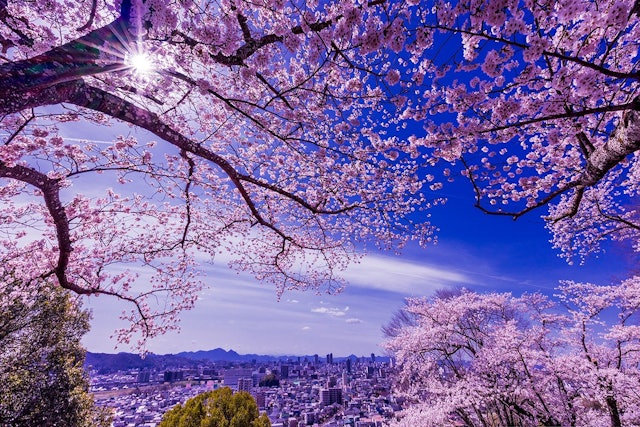 [画像1]岡山市の半田山植物園は岡山市の市街地を見下ろす桜の名所。ここからの眺望はとてもきれいです。